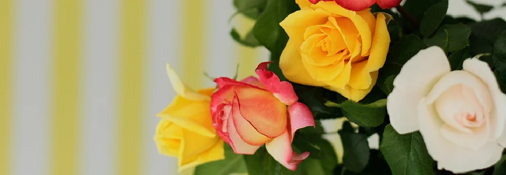 Blühende Rosen in Gelb, Rot und Weiß